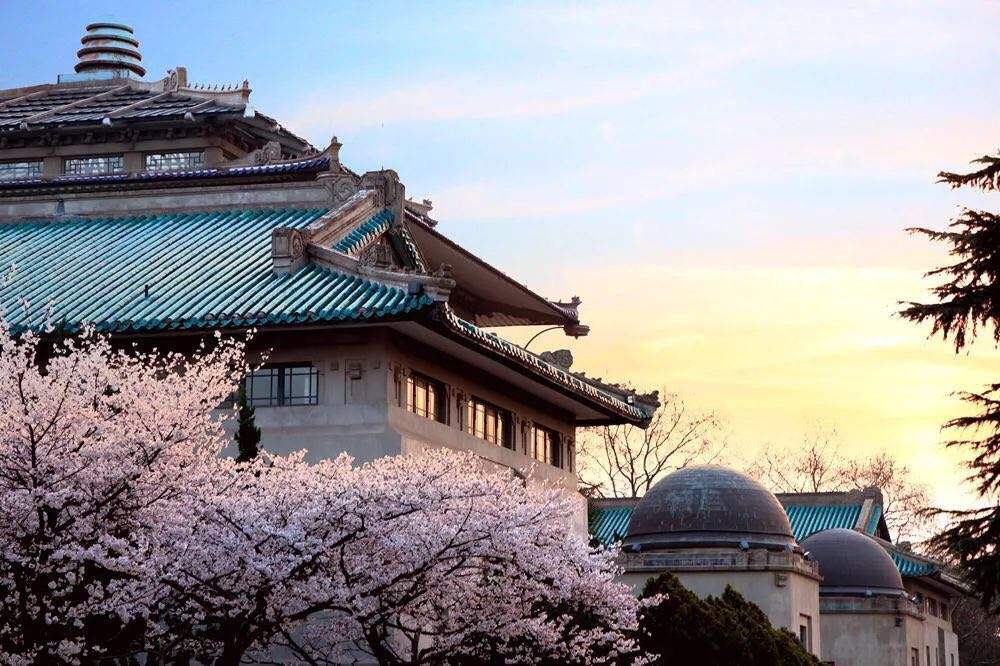 Flowering Cherry Blossom at WHU