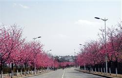 Cherry blossoms