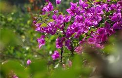 The beautiful campus of Hainan Medical College