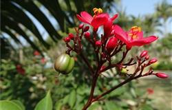 Campus in summer of Hainan Medical College