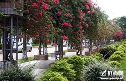 Green corridor of campus of Hainan Medical College