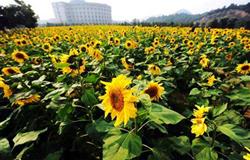 A Glimpse of the Campus of Zhejiang University of Technology