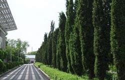 The view of a corner in campus of Northeast Forestry University