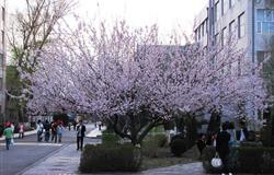 Campus in summer of Heilongjiang University