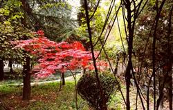 The view of a corner in campus of  Xi'an International Studies University