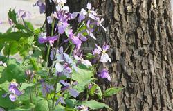 Spring Scenery in Campus
