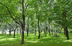 Summer Scenery in Campus