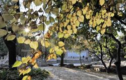 Autumn Scenery in Campus