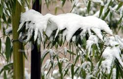 Winter Scenery in Campus