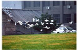 Beautiful campus view of University of International Business and Economics
