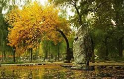 Green corridor of campus of  Beijing Foreign Studies University